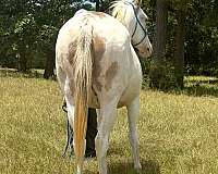 therapy-mule