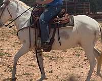 roan-spotted-horses-for-sale