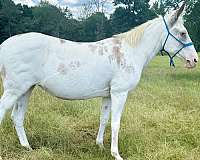 trail-riding-mule