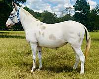 trained-mule