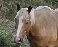 palomino-aqha-gelding-stallion