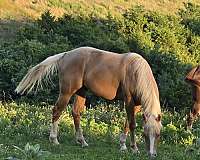 palomino-blaze-3-white-stockings-horse