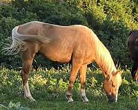 aqha-palomino-gelding-stallion
