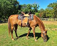 trail-riding-western-pleasure-quarter-horse