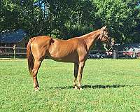trail-riding-western-pleasure-mare