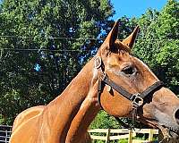 trail-riding-western-pleasure-horse