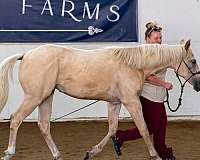 buckskin-palomino-quarter-horse-gelding-yearling