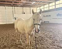 palomino-palomino-quarter-horse-gelding-yearling