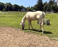 dun-palomino-quarter-horse-gelding-yearling