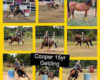 athletic-arabian-horse