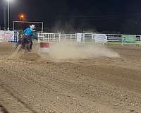 bay-arabian-gelding