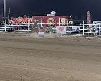 bay-athletic-horse