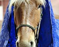 slight-star-snip-horse