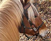 chestnut-slight-star-snip-horse