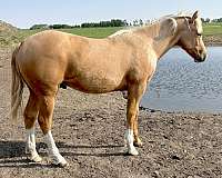 gelding-quarter-horse