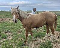 yearling-quarter-horse