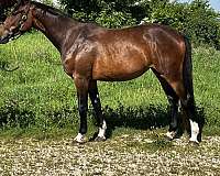 westfalen-jumper-westphalian-horse