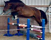 westfalen-jumper-horse