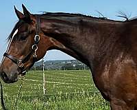 westfalen-jumper-filly