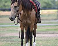 catalano-horse
