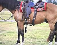 catalano-quarter-horse