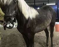 chocolate-rmha-yearling
