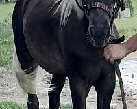 rmha-yearling