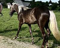 rocky-mountain-colt