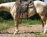 grulla-blaze-horse