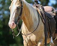 ranch-work-quarter-horse