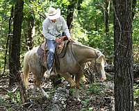 beginner-safe-quarter-horse