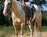 family-horse-quarter