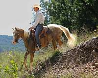 quarter-horse