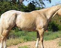all-around-quarter-horse