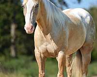 athletic-quarter-horse
