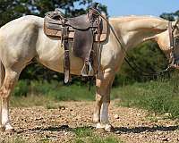 beginner-quarter-horse