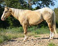 trail-quarter-horse
