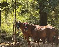 white-chin-3-legs-blaze-horse