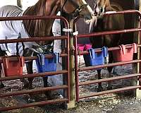 chestnut-white-chin-3-legs-blaze-horse