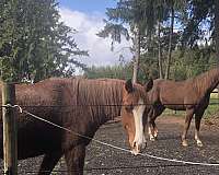 arab-paint-horse