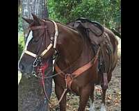 pal-paint-horse