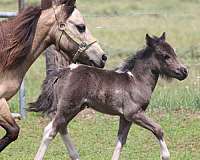kid-safe-youth-miniature-horse