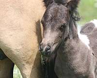 black-kid-safe-youth-horse