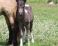kid-safe-youth-filly