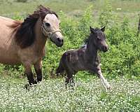 kid-safe-youth-horse