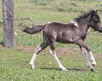 tobiano-horse