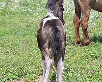 black-tobiano-horse