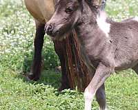 black-miniature-filly