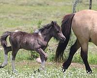 tobiano