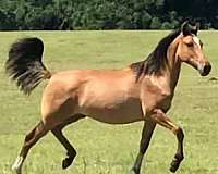 dun-lots-of-chrome-horse
